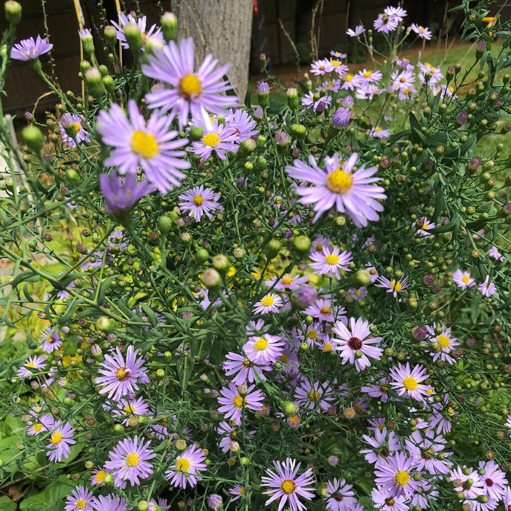 เมล็ดพันธุ์ ดอกแอสเตอร์ สมูทบลู - Smooth Blue Aster Flower Seed