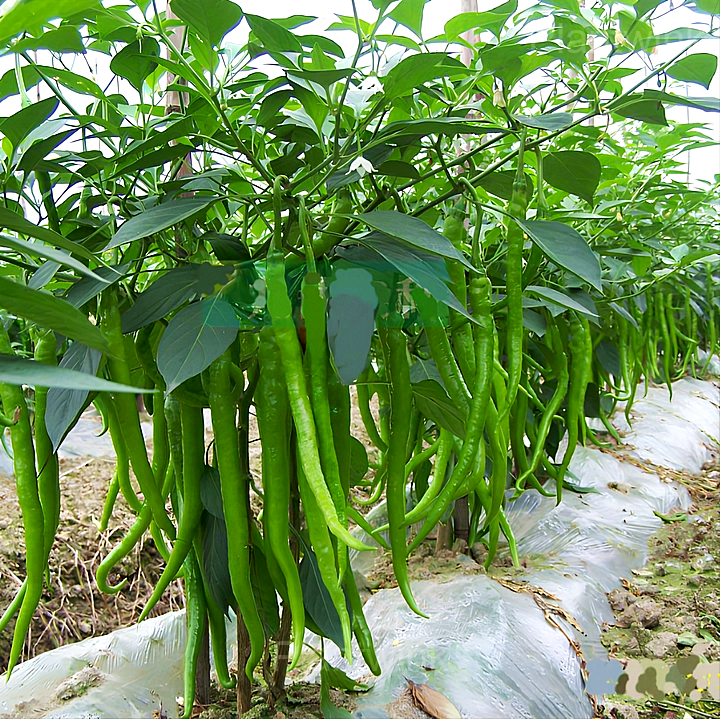 เมล็ดพันธุ์ พริกยาว ลองสวอร์ด - Long Sword Pepper F1 Seed
