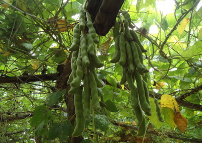 ถั่วครก หรือ ถั่วขอ