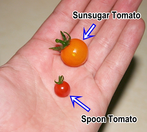 มะเขือเทศสะพูน เล็กสุดในโลก - Spoon Tomato