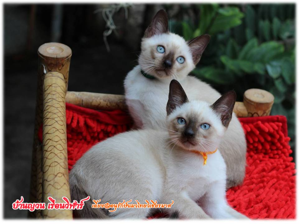 น้องแมวมมาใหม่ 2/2562