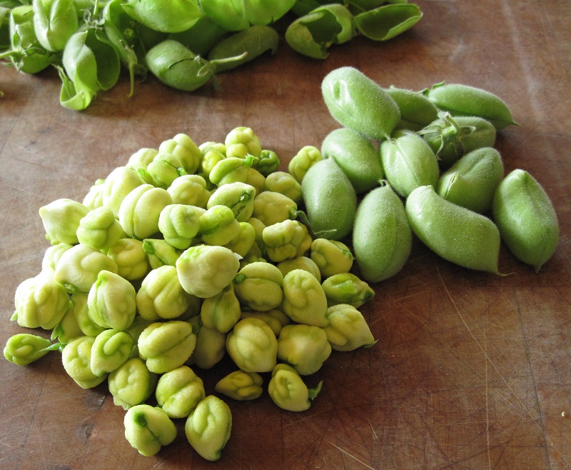 ถั่วลูกไก่ - Garbanzo Bean(Chickpea)
