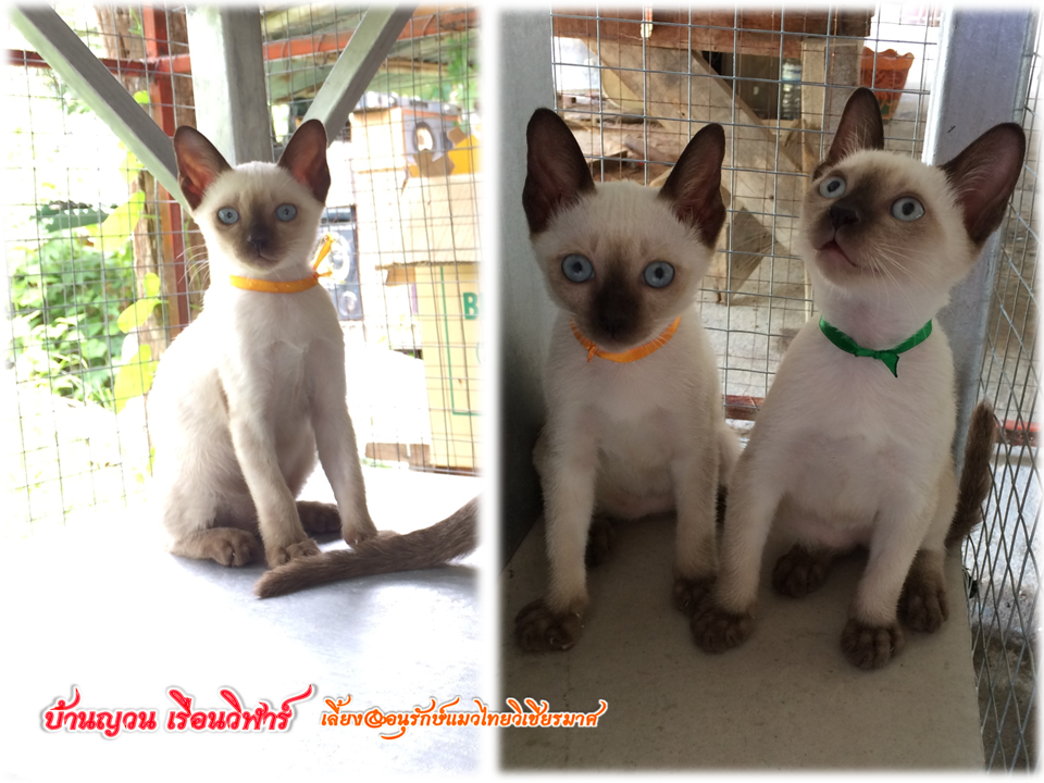 น้องแมว 18/6/2559