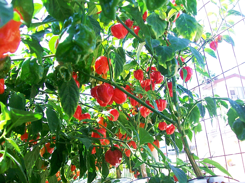 พริกฮาบาเนโร่สีแดง - Red Habanero Pepper
