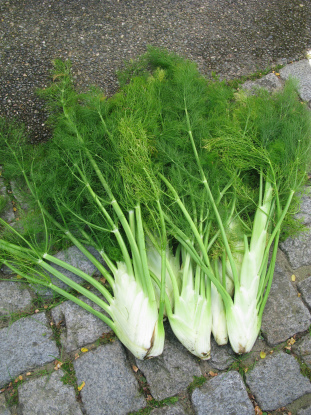 เฟนเนล ฟลอเรนท์ - Florence Fennel Herb