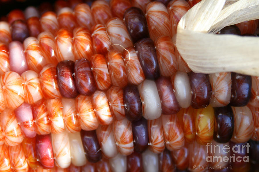 ข้าวโพดสีรุ้ง - Ornamental Indian corn