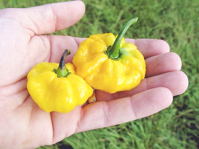 พริกจาไมก้า สีเหลือง - Yellow Jamaican Scot Bonnet Pepper