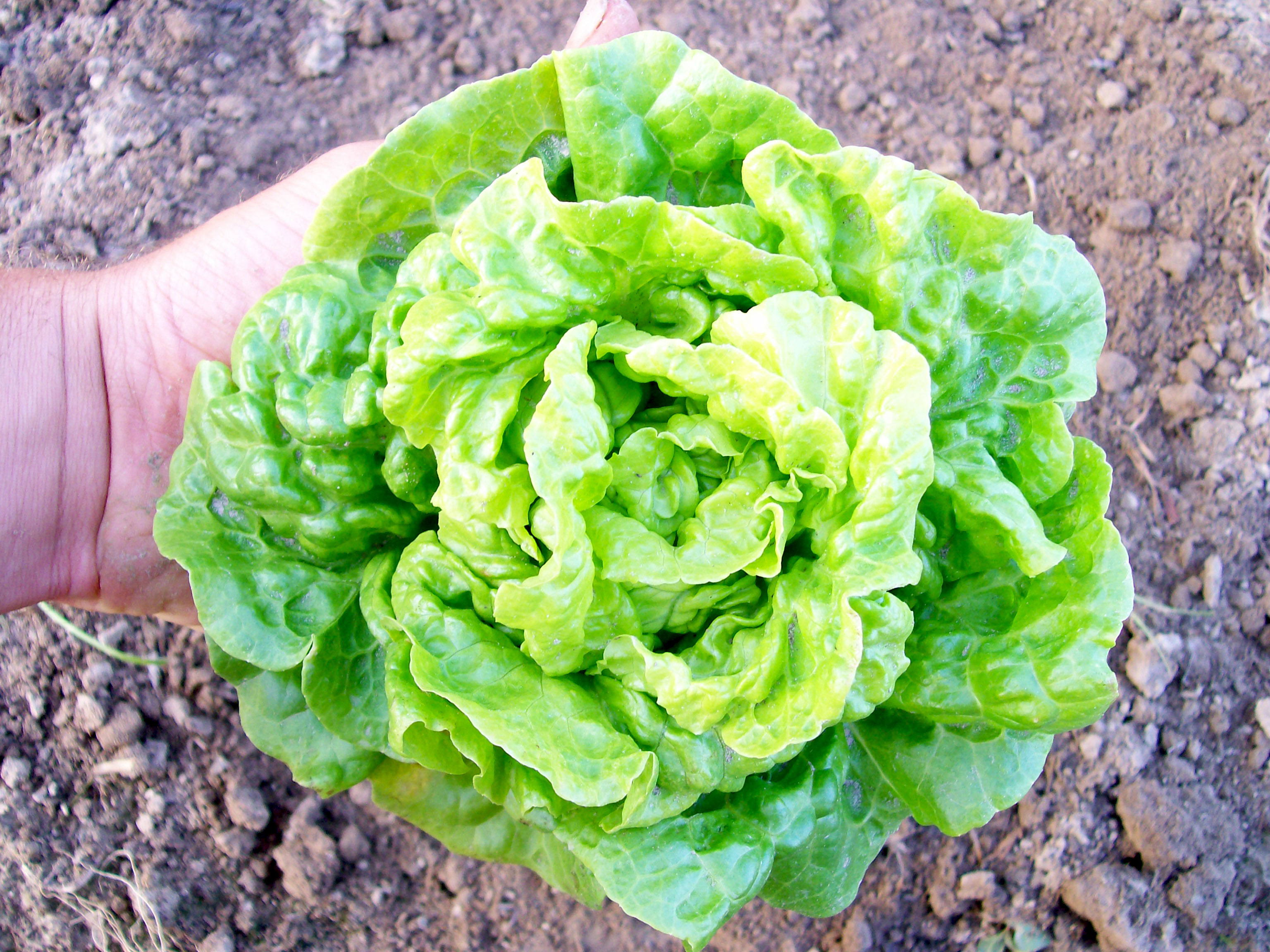 ผักสลัด ทอมทรัมบ์ - Tom Thumb Lettuce