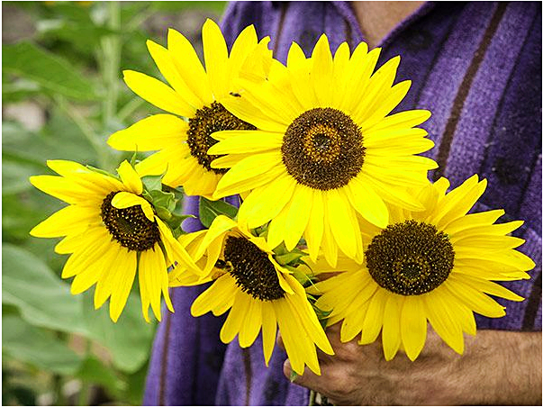 ทานตะวัน เฮนรี่ไวด์ - Henry Wilde Sunflower Seed