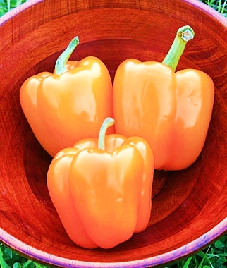 พริกหวานสีส้ม - Horizon Orange Sweet Pepper