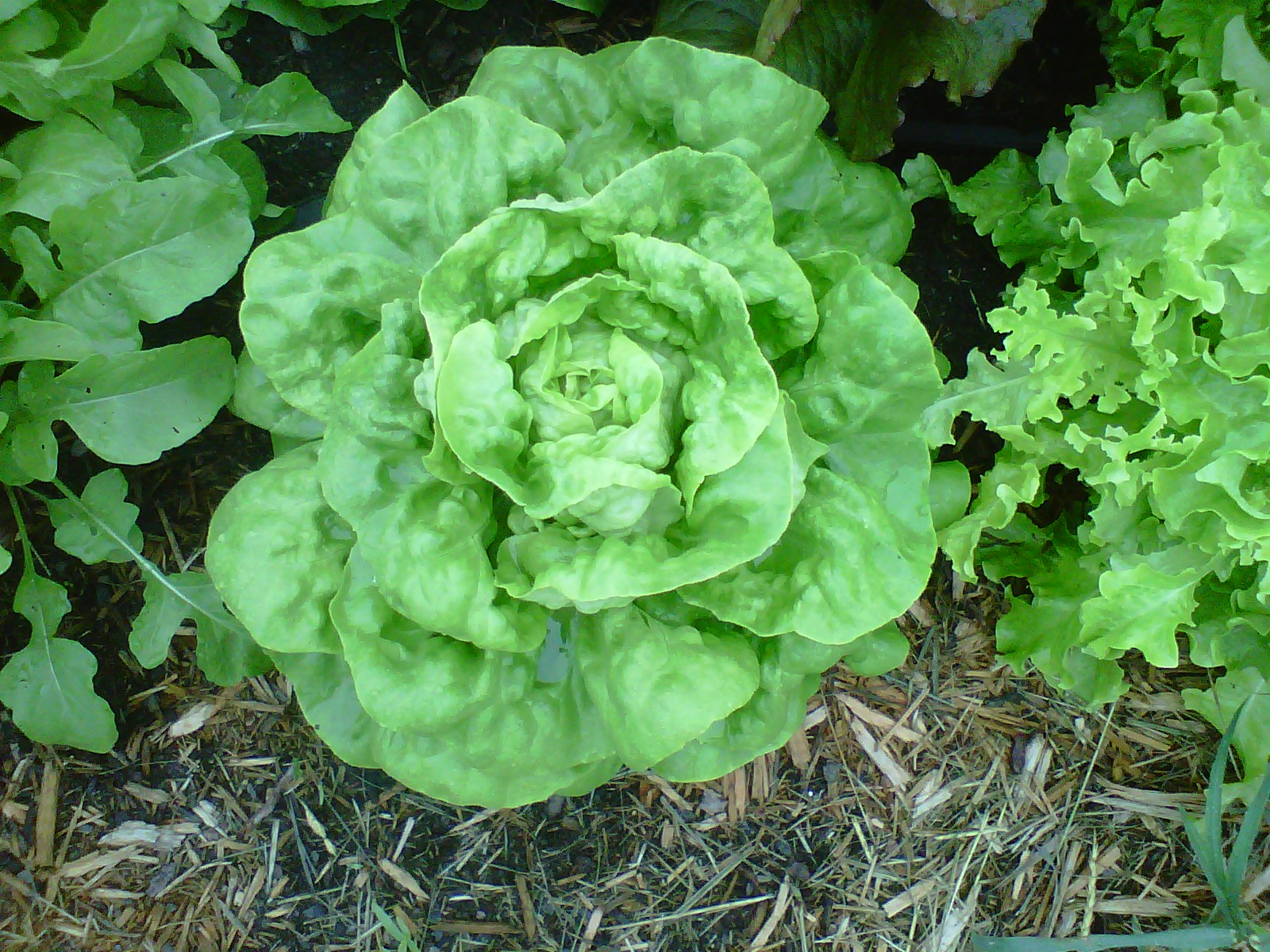 ผักสลัด บัตเตอร์คลั้น - Buttercrunch Lettuce