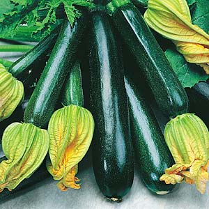 (Whole 1 oz) ฟักทองสครอชซูชินี่ แบล็คบิวตี้ - Zucchini Black Beauty Squash