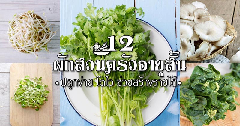 12 ผักสวนครัวอายุสั้น