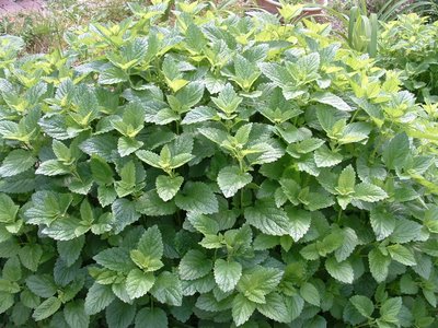 เลม่อนบาล์ม (สะระแหน่ฝรั่ง) - Lemon Balm