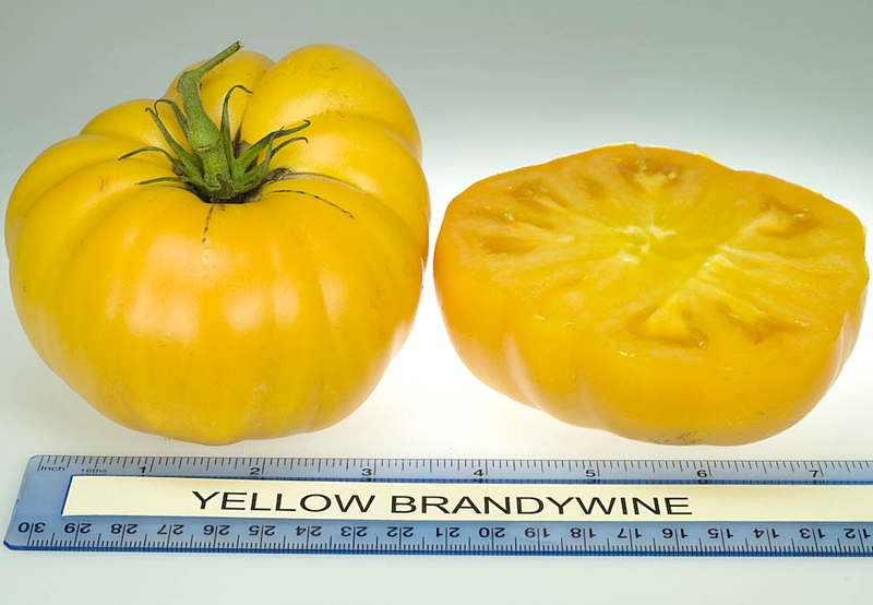 มะเขือเทศ แบนดี้ไวน์สีเหลือง - Yellow Brandywine Tomato