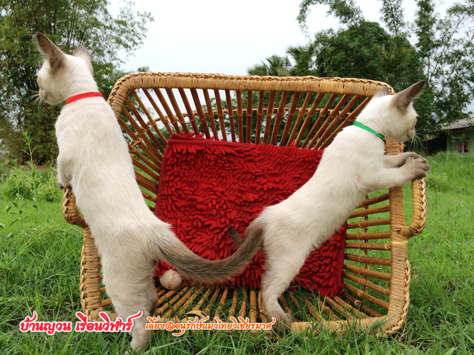 น้องแมว 16/8/2558