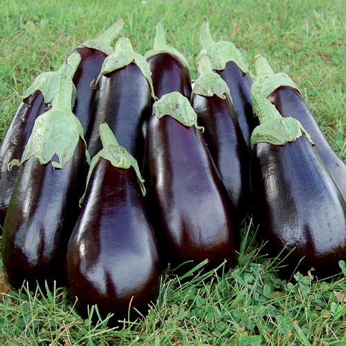 (Whole 1 Oz) มะเขือฟลอริด้า - Florida Market Eggplant