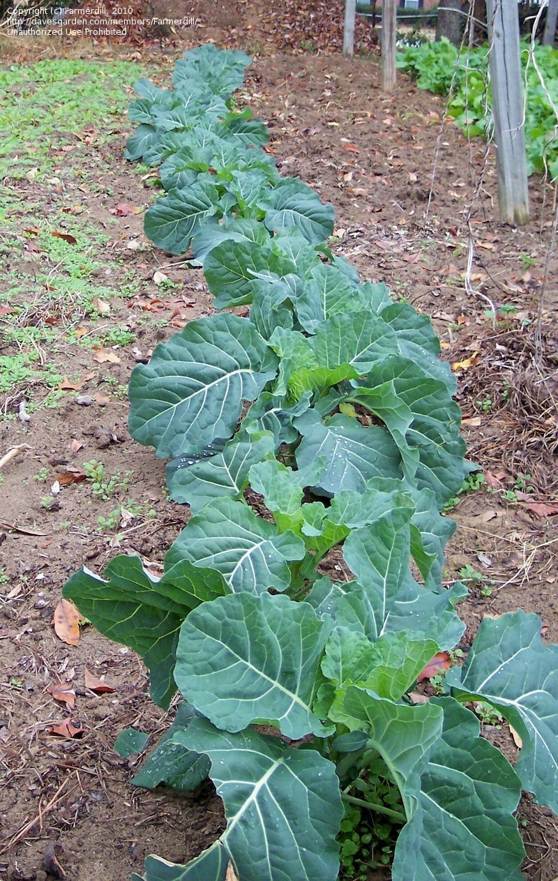 ปูเล่ฝรั่งเวสท์ - Vates Collard