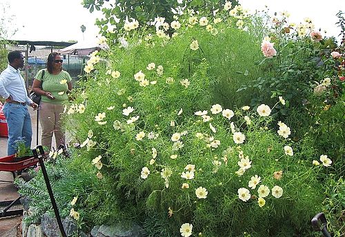 (Whole 1 Oz) ดาวกระจายสีขาว - White Cosmos Flower