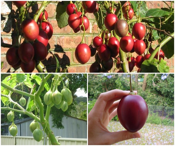 ทามาริลโล่ มะเขือเทศยืนต้น - Tamarillo Tree Tomato