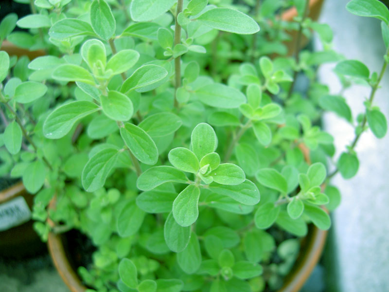 มาร์จอแรม - Marjoram