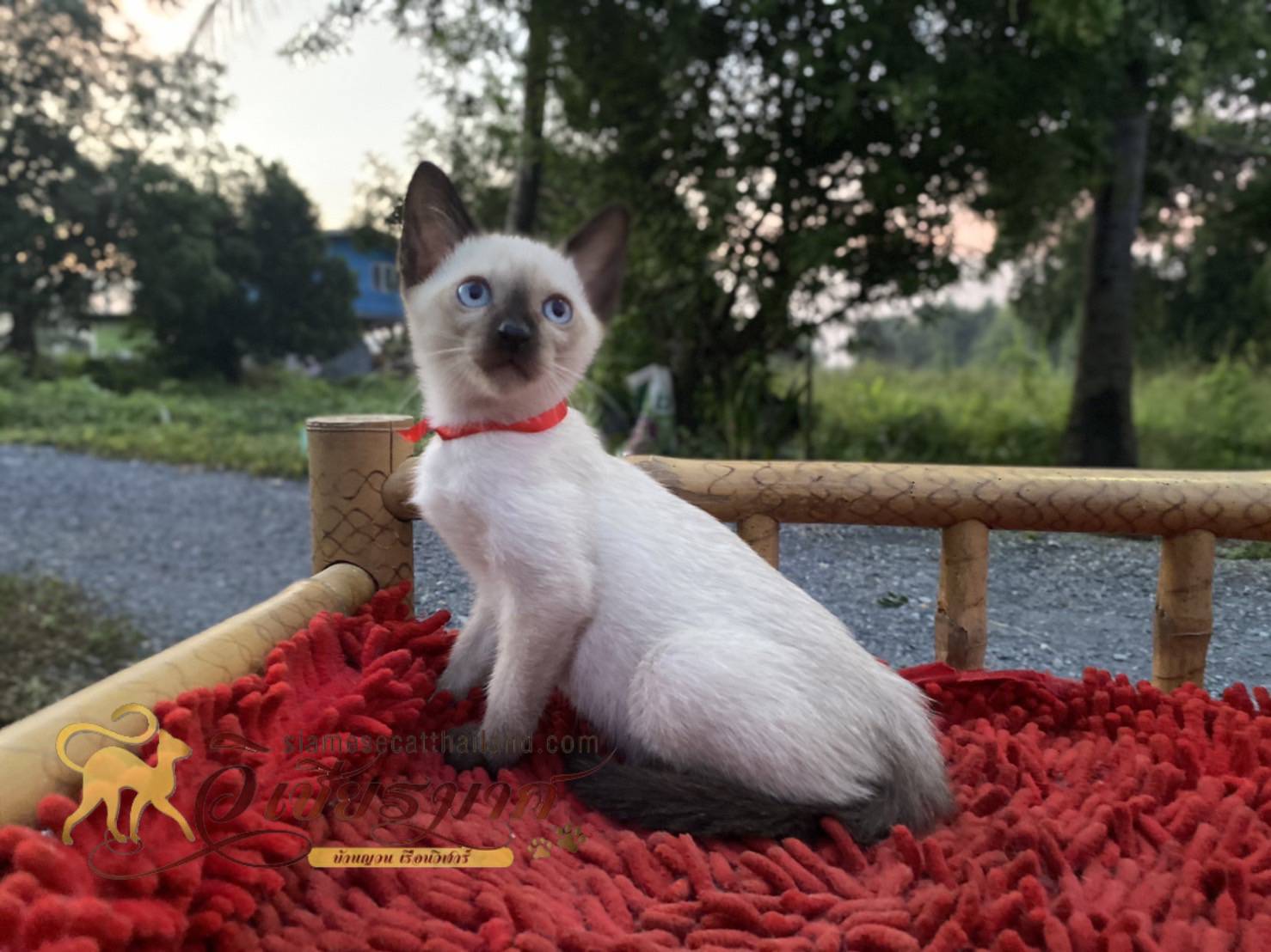 น้องแมววิเชียรมาศ รุ่น 26/2565