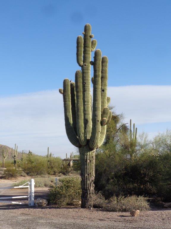 กระบองเพชร ซากัวโร่ - Arizona Saguaro Cactus Seeds