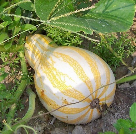 ฟักทองคัสซอว์สีส้ม - Cushaw Orange Striped Squash