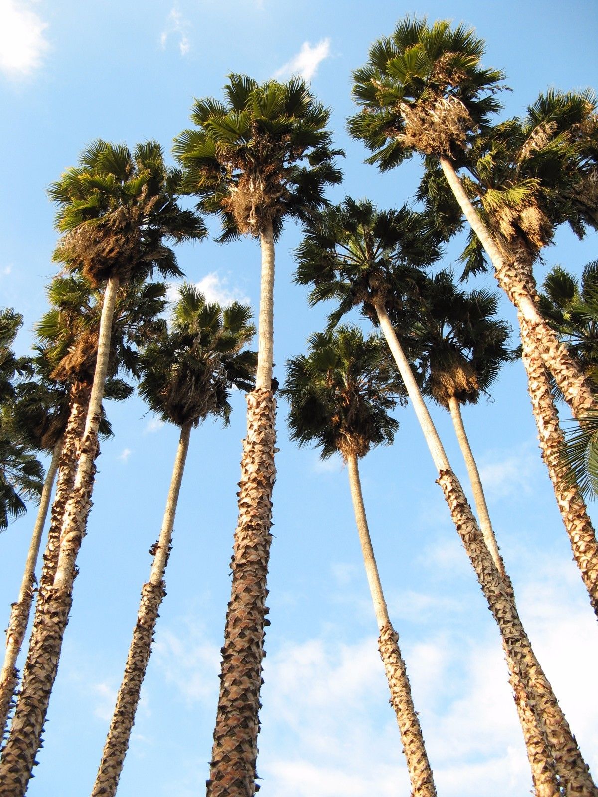 ปาล์มแคลิฟอร์เนีย - California Palm