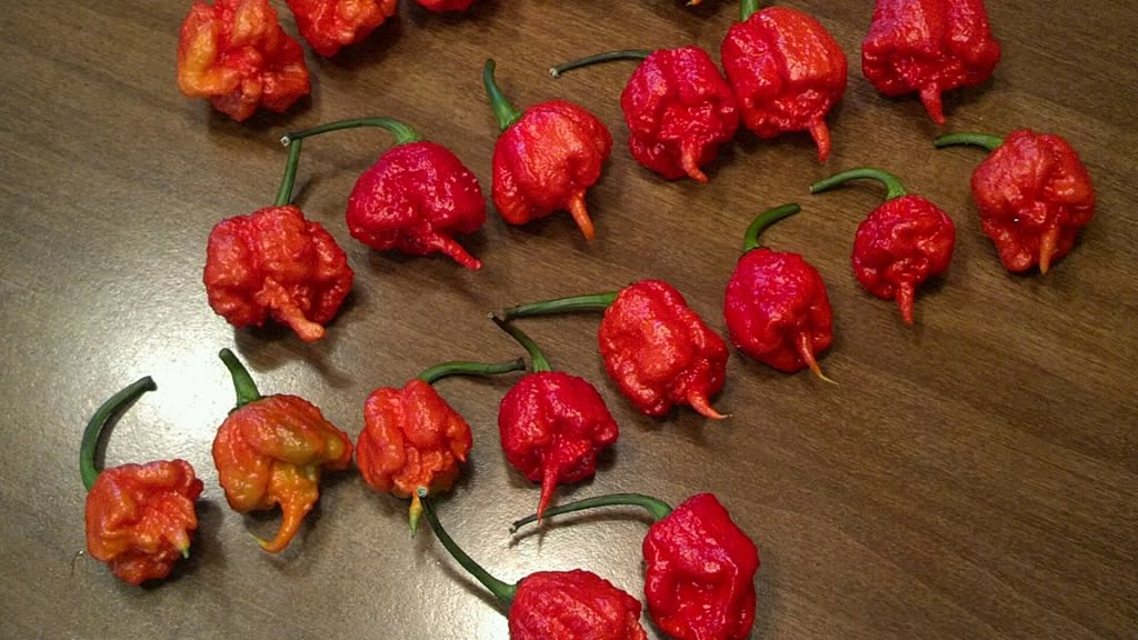 พริกแคโรไลนา รีพเปอร์ - Carolina Reaper pepper F1