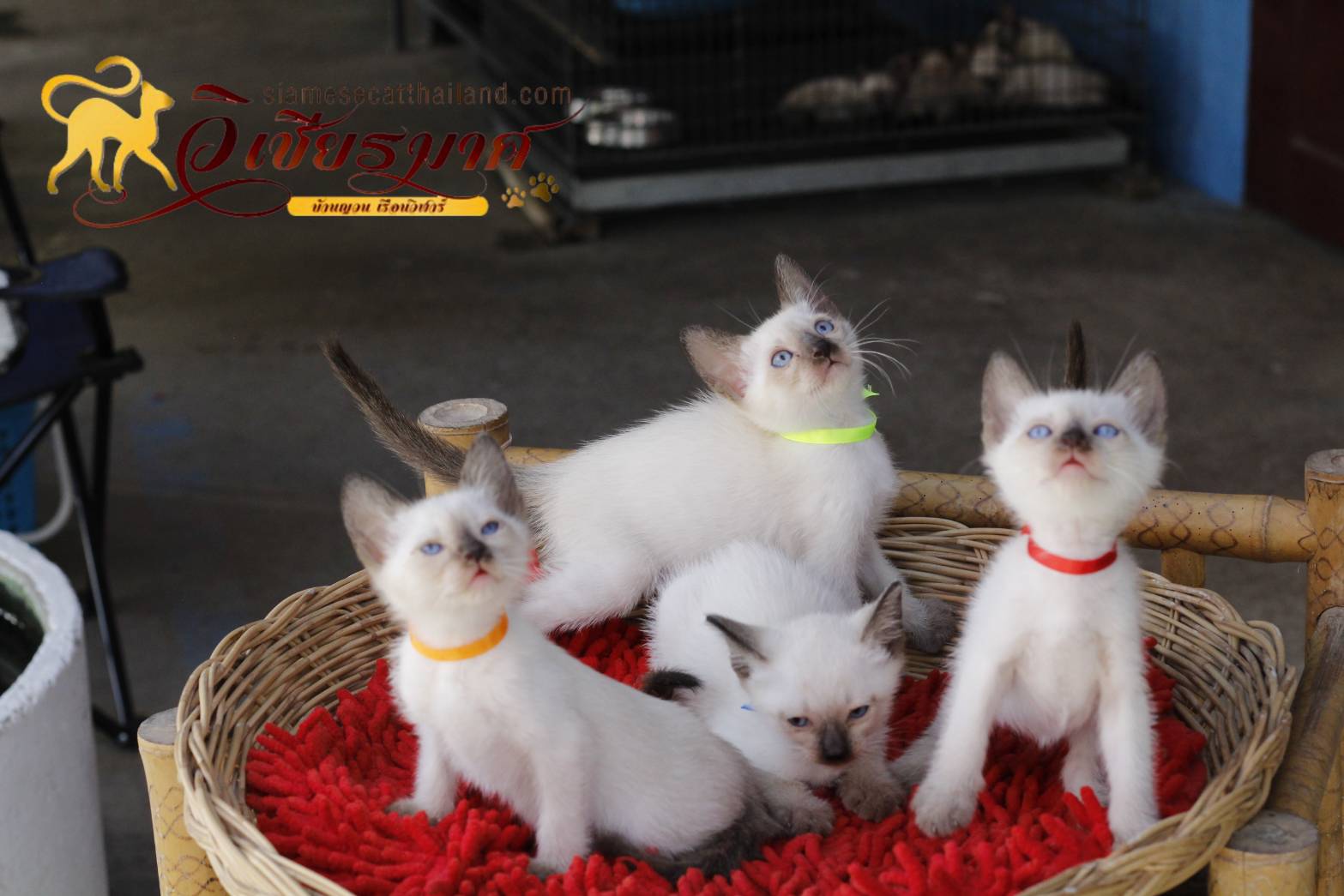 น้องแมว รุ่น 1-2/2565