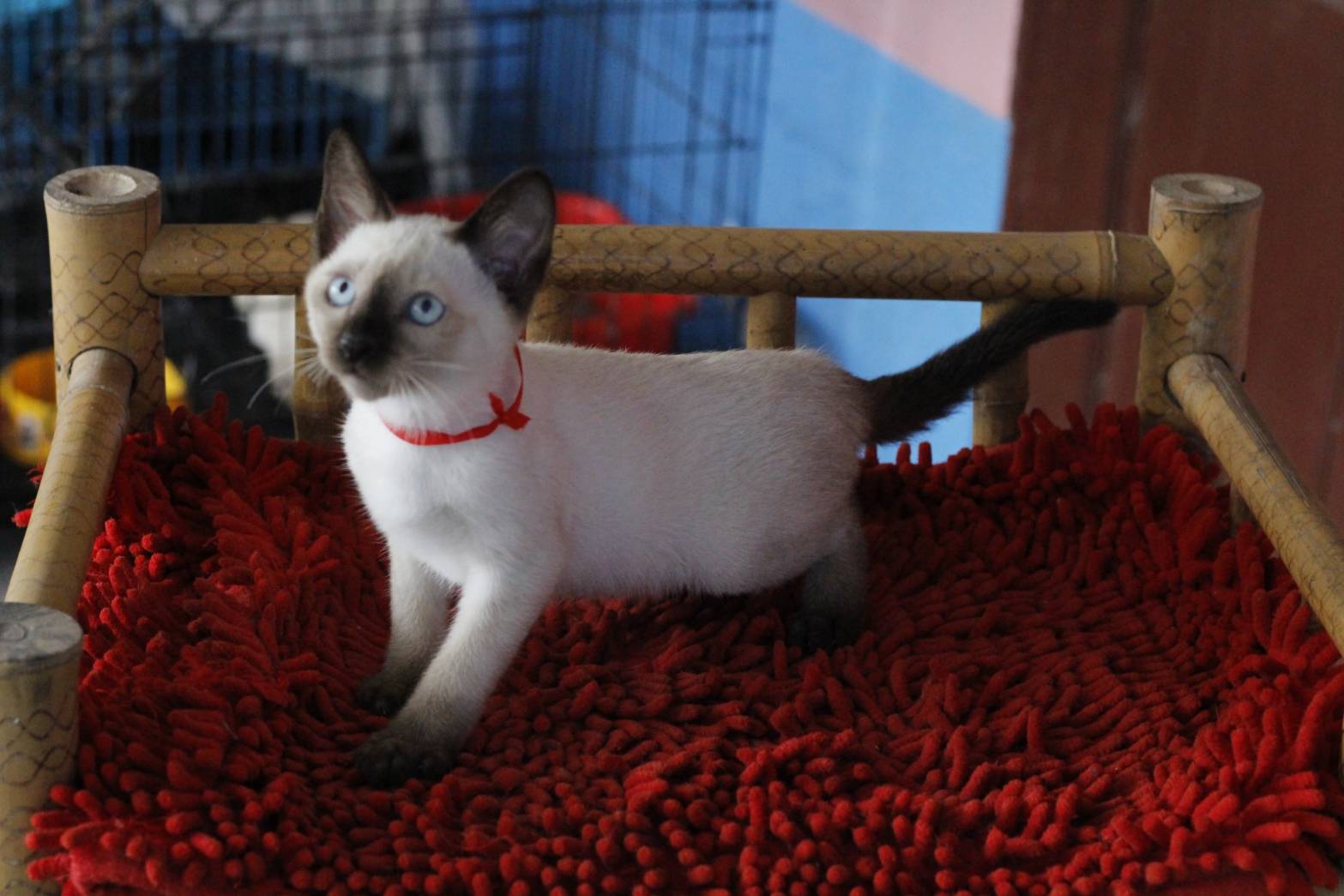 น้องแมวรุ่น 11/2565