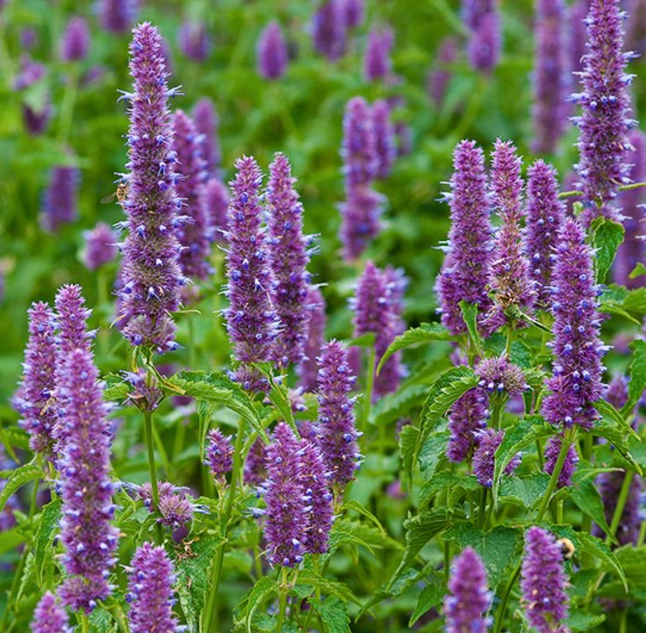 เมล็ดพันธุ์ มินต์เกาหลี - Korean Mint Seed