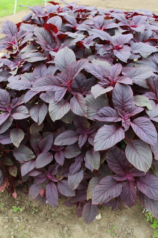 ผักโขมแดงอเมริกา - Red Garnet Amaranth