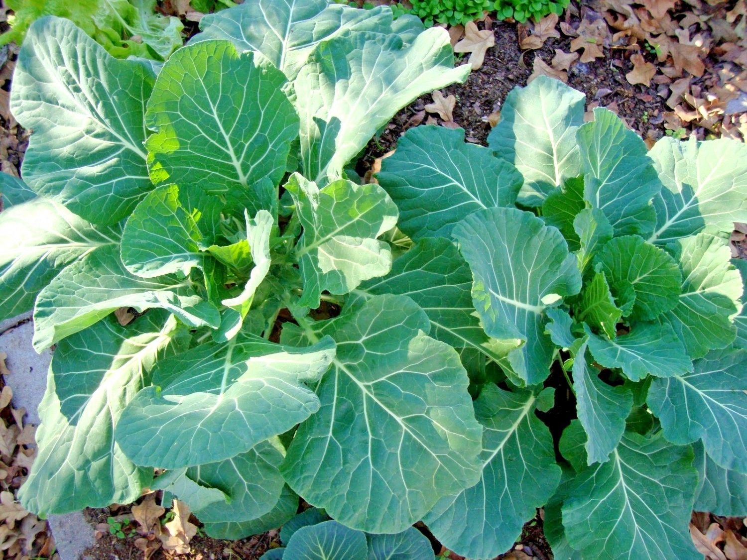 ปูเล่ฝรั่งเวสท์ - Vates Collard