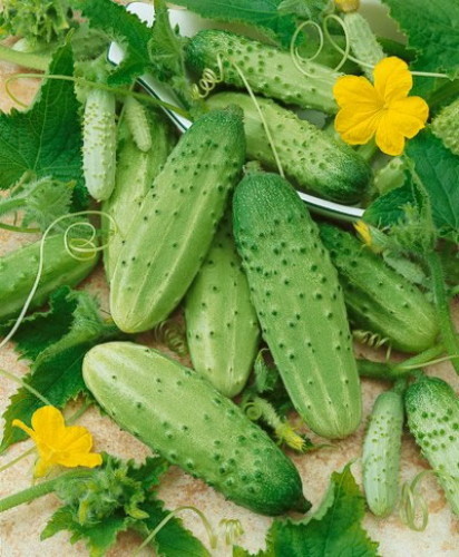 แตงกวาบอสตัน - Boston Pickling Cucumber