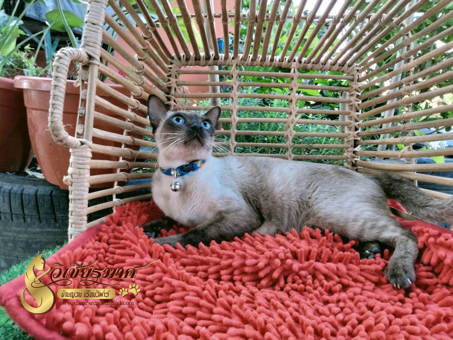 แม่พันธุ์เรือนวิฬาร์