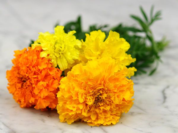 (Whole 1 Oz) เมล็ดพันธุ์ ดาวเรืองแอฟริกาคละสี - Mixed African Marigold Flower Seed