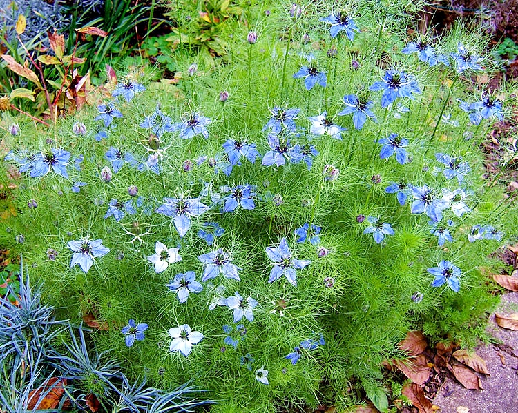 ดอกรักในหมอกสีน้ำเงิน - Blue Love in a mist Flower