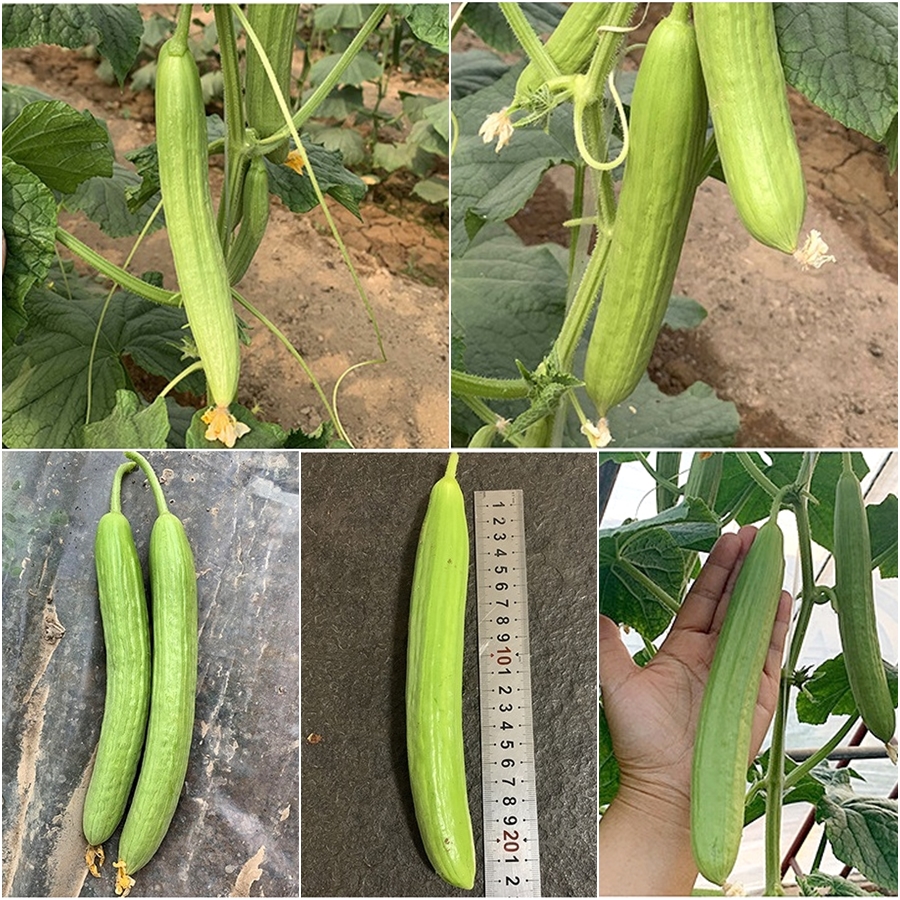 เมล็ดพันธุ์ แตงกวา ดัชเชสครีม Duchess Cream Cucumber F1 Seed