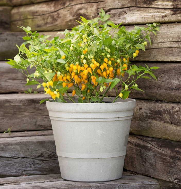 พริกไบควินโฮสีเหลือง - Yellow Biquinho Pepper