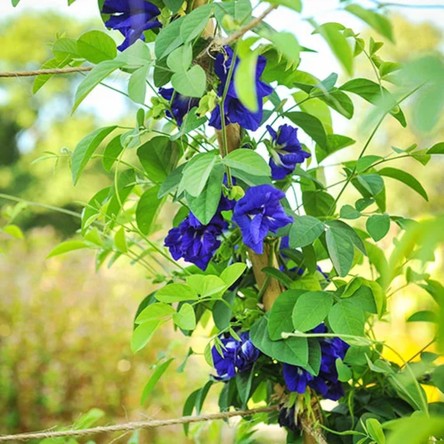 เมล็ดพันธุ์ ดอกอัญชัน สีม่วงกลีบซ้อน 4-5 ชั้น Purple Double Butterfly Pea Seed