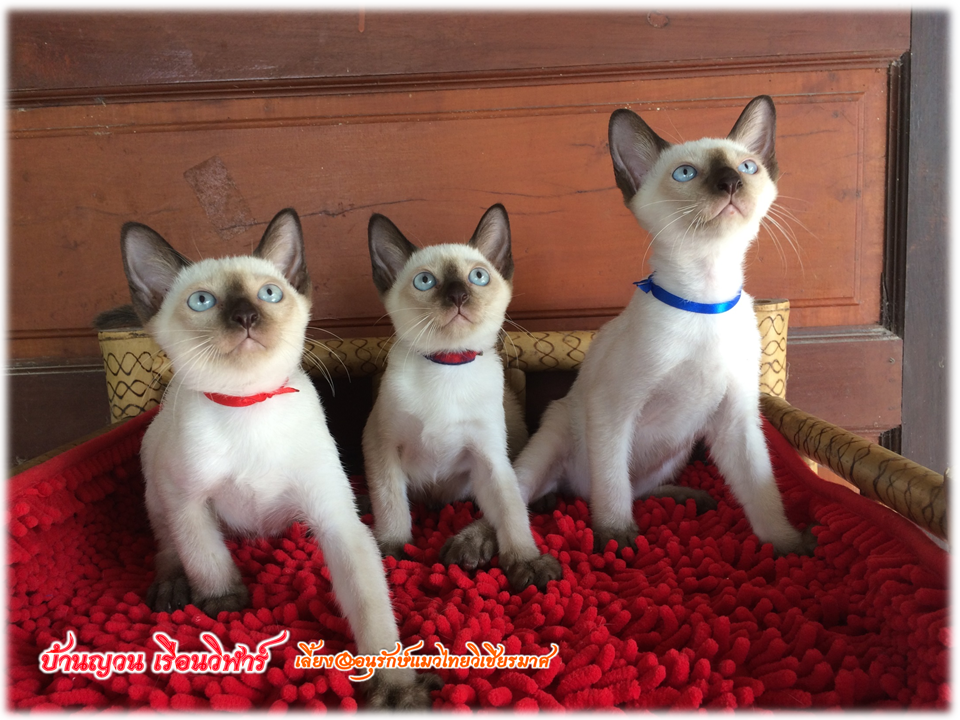น้องแมวมาใหม่ วันที่ 28/4/2560