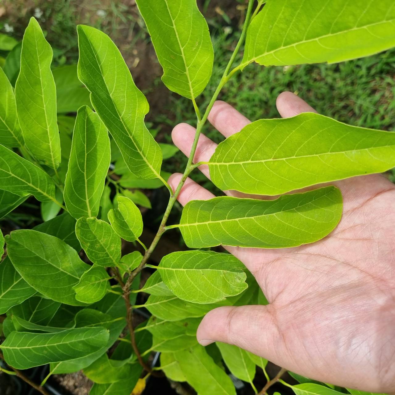 น้อยหน่า ต้ามู่ ไต้หวัน เนื้อฝ้าย ตาใหญ่ ลูกใหญ่ ต้นเสียบยอด สูง 50 cm. ขึ้นไป