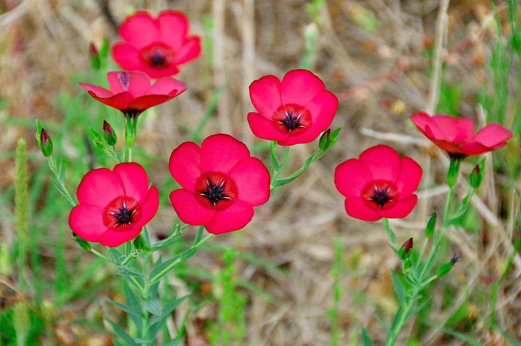 สกาเร็ตเฟล็กซ์ - Scarlet Flax Flower