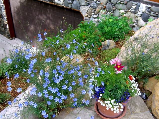 บลูเฟล็กซ์ - Blue Flax Flower