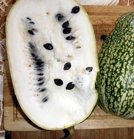 เมล็ดพันธุ์ แตงหูฉลาม - Chilacayote Shark Fin Squash Seed