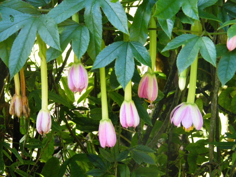 เสาวรสกล้วย - Banana Passion Fruit