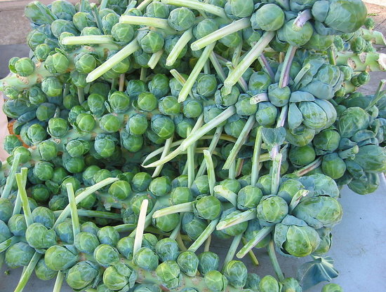 (Whole 1 Oz) กะหล่ำดาว - Brussels Sprouts