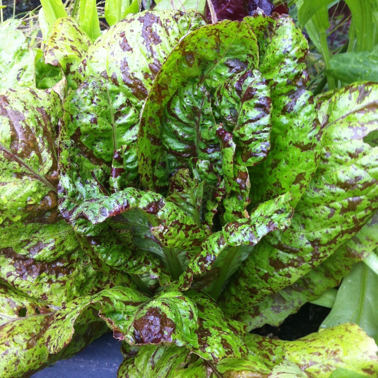 (Whole 1 Oz) สลัด ฟรีคเคิล - Freckles Lettuce
